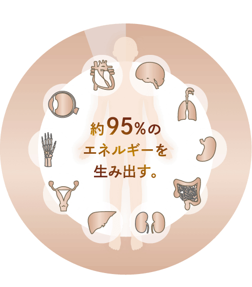 ミトコンドリアの役割 図解