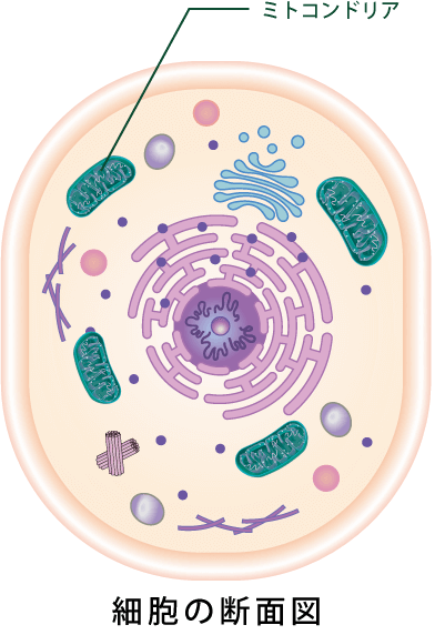 ミトコンドリアの役割 図解