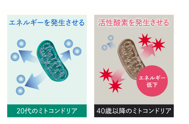 ミトコンドリアの役割 図解