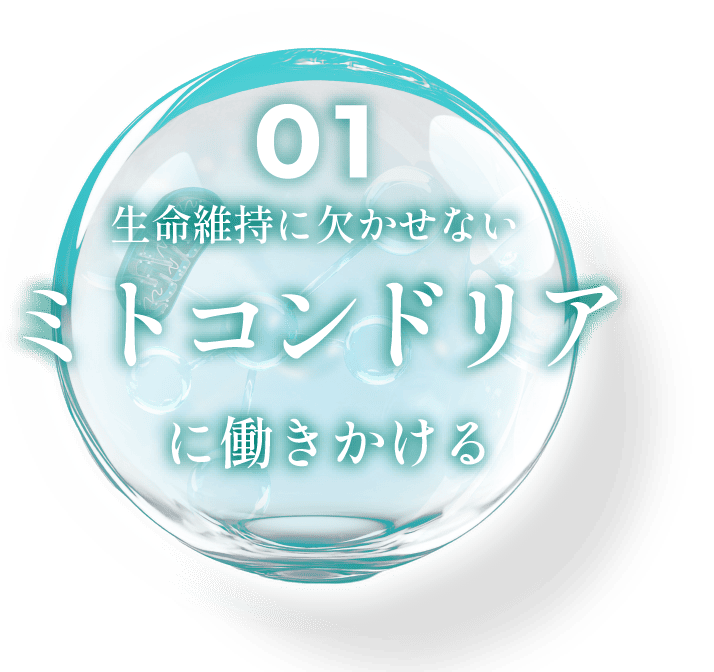 ミトコンドリア