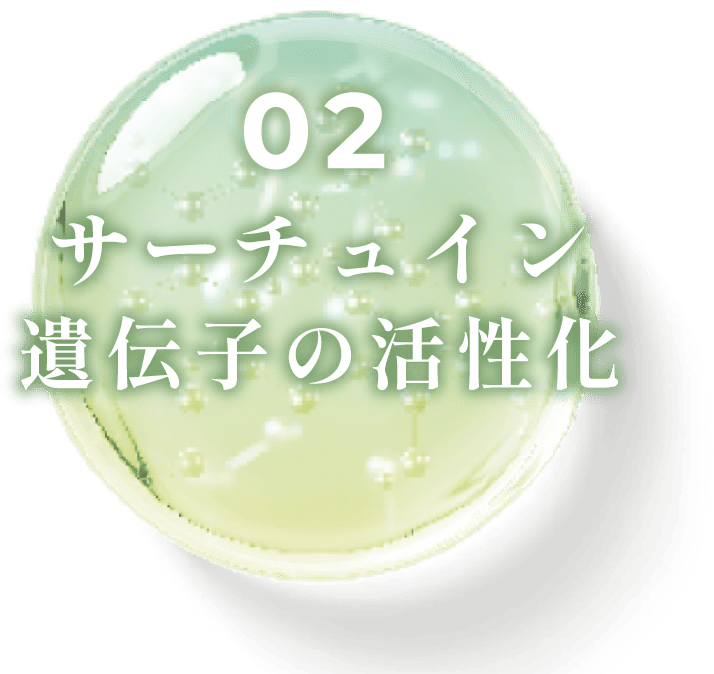 サーチュイン遺伝子