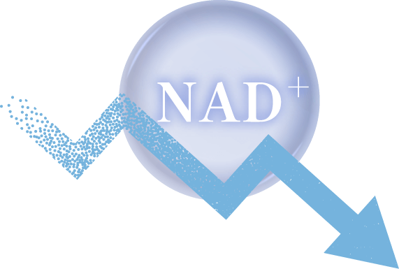 NAD 変換機能の加齢による低下